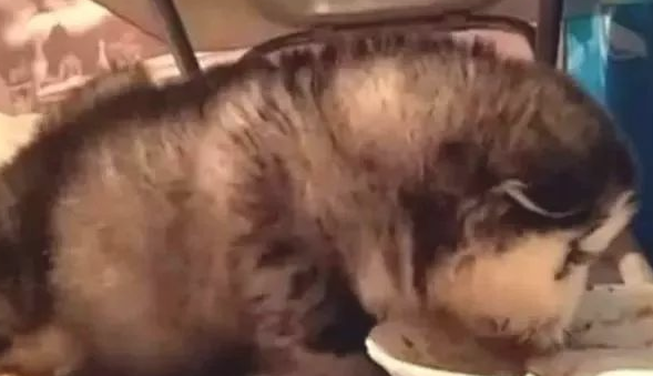网友发送阿拉斯加用餐时的相片,网友们都笑了:不愧为是阿拉斯猪 网友发送阿拉斯加用餐时的相片,网友们都笑了:不愧为是阿拉斯猪