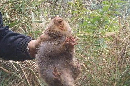 乡村土狗上山挖地洞，挖到一只小胖子家伙，让狗主人家乐得合不拢嘴