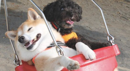 柴犬非常喜爱荡秋千，要是一慢下来就一副哭丧脸，主要表现太真正了