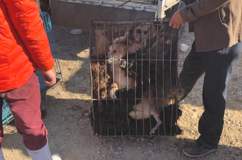 狗市：健硕的陨石边境牧羊犬被卖作肉狗，7元一斤卖300元！