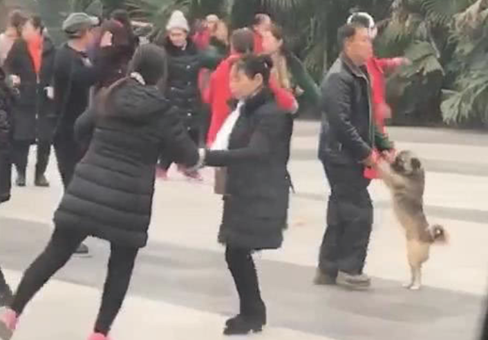 大爷拉着狗跳舞，男子在公共汽车看愣住，男子：狗还了解垫脚打转