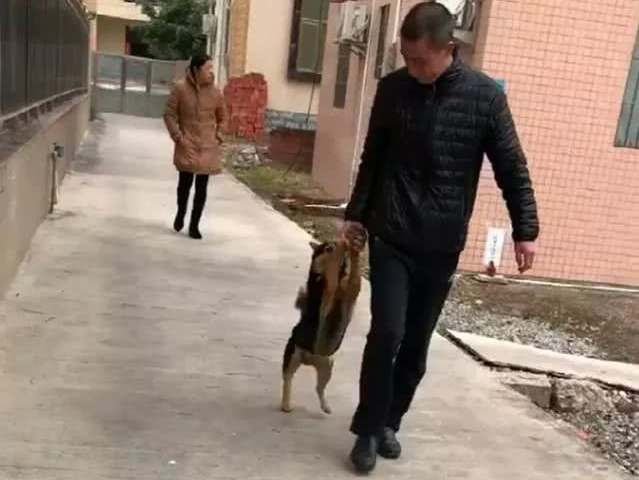 田园犬跑出大门释放自己,被主人家拉着前腿捉回家了,我就很怕了 田园犬跑出大门释放自己,被主人家拉着前腿捉回家了,我就很怕了