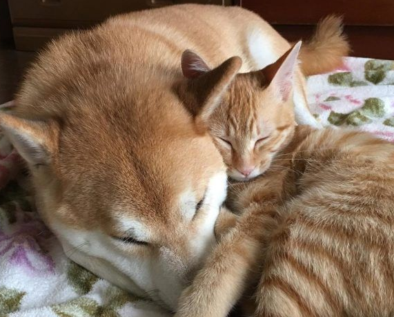 主人带回流浪小猫 让失去猫咪好友的柴柴很开心