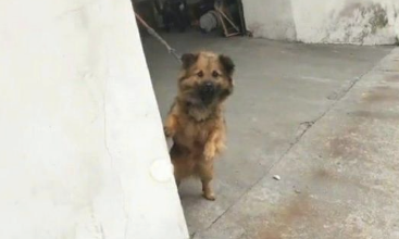 主人暑假回家，狗狗听见脚步声伸出脑壳看，高兴得立即站起来了