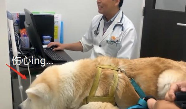 秋田犬应对女医生要亲亲抱抱,对男妇科医生却很冷淡,想不到你也是那样的狗 秋田犬应对女医生要亲亲抱抱,对男妇科医生却很冷淡,想不到你也是那样的狗