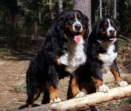 伯恩山犬是违禁犬么