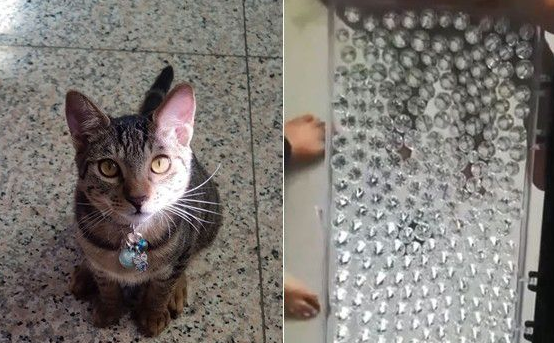 虎斑猫整只爬到爸爸头上 塞乃理毛景象超可爱