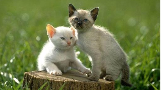 年轻人需求催生宠物健康养护 医疗困境尚待破解