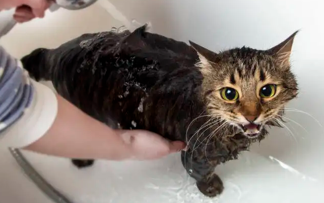 想要养好猫猫？猫咪洗澡注意事项要了解！