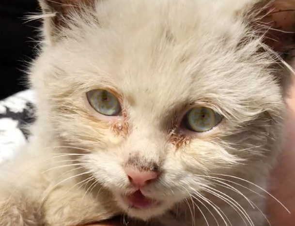 饿到吃钢丝球的流浪小猫，好心人试图阻止，猫咪的反应让人泪目