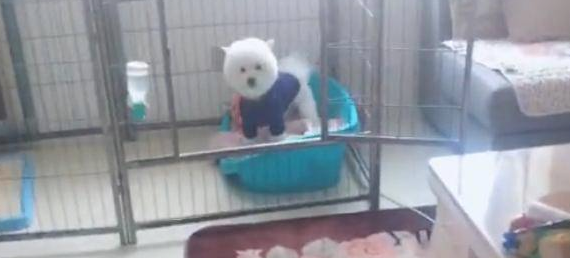 懂事的狗狗主动的跑进笼子,它了解主人要上班了 懂事的狗狗主动的跑进笼子,它了解主人要上班了