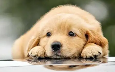 狗狗脱水怎么办?不清楚的快来看看! 狗狗脱水怎么办?不清楚的快来看看!