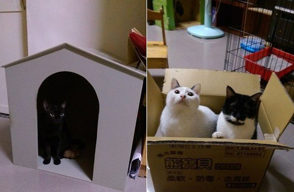 满屋子的纸箱城堡 猫主子们超爱这些宝物