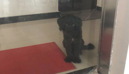 流浪犬趴到企业大门口,见到它傻傻的等候的样子,那一刻小伙子而为动心 流浪犬趴到企业大门口,见到它傻傻的等候的样子,那一刻小伙子而为动心