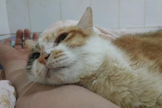 猫咪被退养3次 将安乐死 最后终于等到了一个对的人