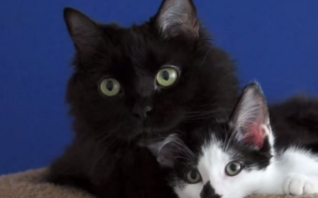 猫咪兄弟档感情超好 放弃猫搭台也要窝一起