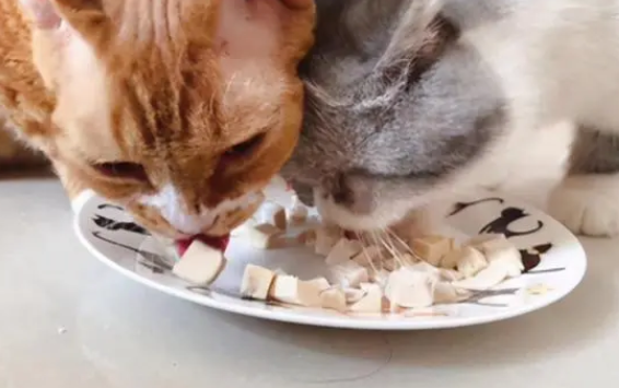 猫咪冻干多久喂一次合适 猫咪冻干多久喂一次合适