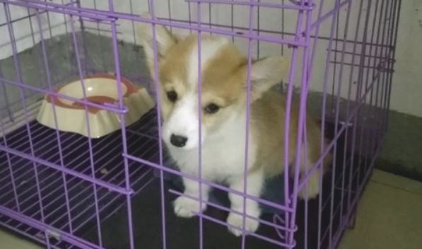 女儿很喜爱柯基,睡觉必须抱着,它会暗地里赶快“回府”