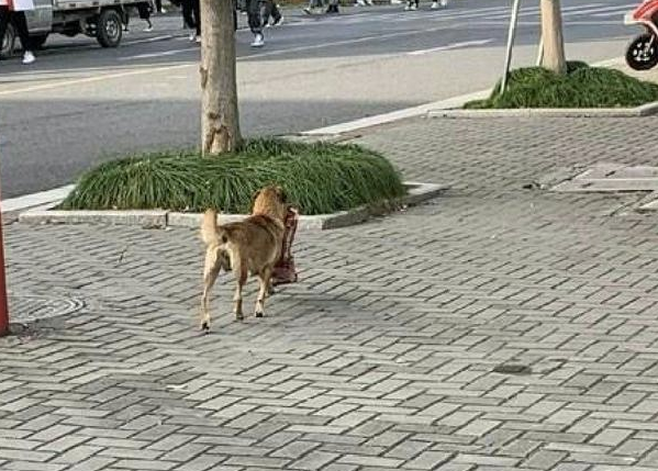 狗狗叼着一大块排骨，很久没吃肉的网友一路尾随它，狗：你要干什么