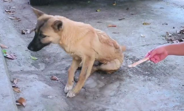 犬瘟加败血症!被抛弃的流浪狗虽遇好心人,可还是因病哀嚎着离去 犬瘟加败血症!被抛弃的流浪狗虽遇好心人,可还是因病哀嚎着离去