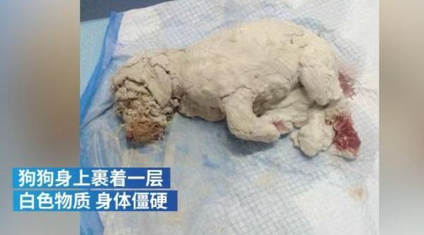 3月大幼犬被浑身涂满石膏虐待,视网膜被烧毁,肇事者还嚣张挑衅 3月大幼犬被浑身涂满石膏虐待,视网膜被烧毁,肇事者还嚣张挑衅