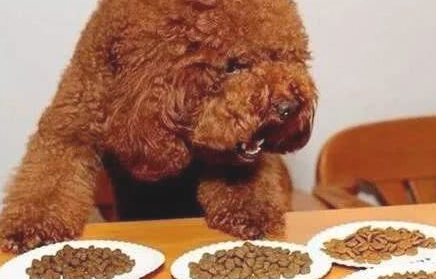 假如泰迪犬对给你这几类个人行为,表明你沒有“白养”,它很爱你 假如泰迪犬对给你这几类个人行为,表明你沒有“白养”,它很爱你