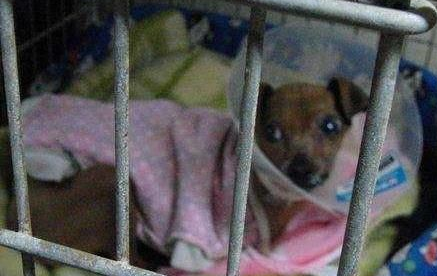 繁殖犬被关小笼子中12年终于得救却失去双眼 宠界新闻