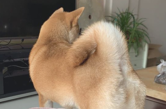 网友一觉醒来,发觉柴犬紧邻自身在入睡,狗:還是布艺沙发舒适 网友一觉醒来,发觉柴犬紧邻自身在入睡,狗:還是布艺沙发舒适