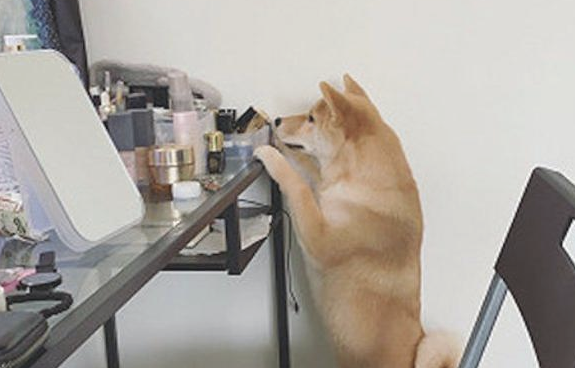 柴犬模仿主人家里叼着烟,这模样好社会发展啊!狗:还不帮我点上! 柴犬模仿主人家里叼着烟,这模样好社会发展啊!狗:还不帮我点上!