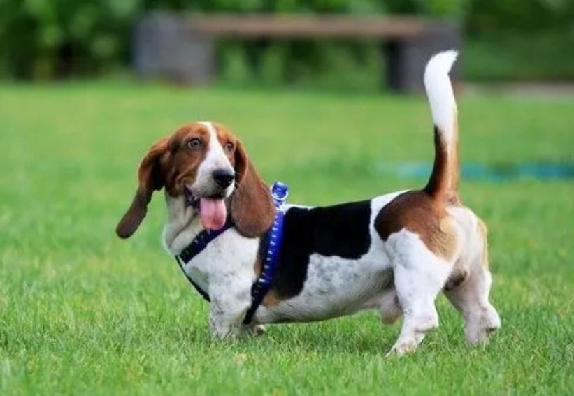 巴吉度犬几个月算成犬