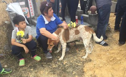 忠犬追送葬车队3公里 死守棺木陪伴已逝主人 忠犬追送葬车队3公里 死守棺木陪伴已逝主人