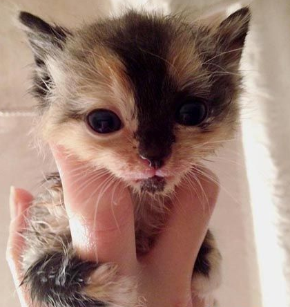 猫咪肉球魅力无限大 连乌龟也难挡猫肉球的魅力
