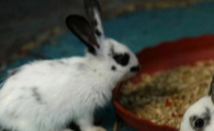英国斑点兔可以吃吗