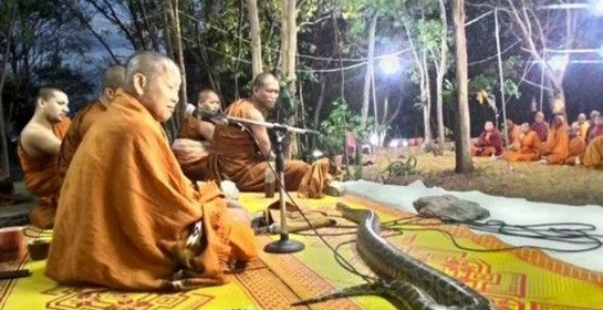 蟒蛇闯泰国诵经法会 爬上凉席一起听经