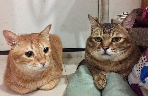 萌猫被内衣捕兽夹捉住 无奈在原地瞎奔走 萌猫被内衣捕兽夹捉住 无奈在原地瞎奔走