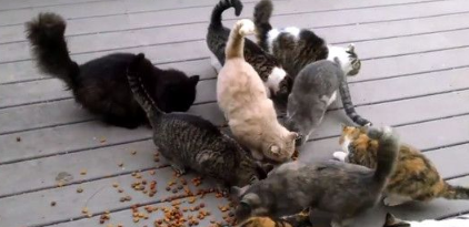 萌猫集团堵门口 在门口大喊大叫讨要吃的