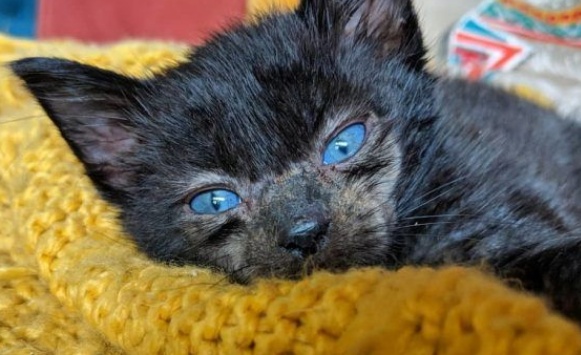 小黑猫因潮湿掉毛 新长毛后竟变身灰脸猫