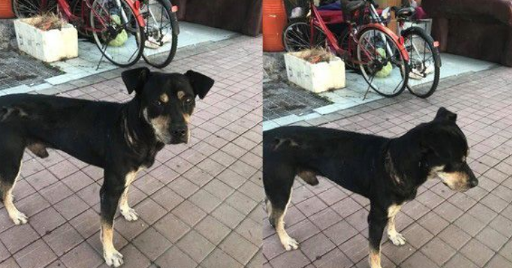 工地忠犬小黑遭遗弃 却还是回来痴痴等待工人们 工地忠犬小黑遭遗弃 却还是回来痴痴等待工人们