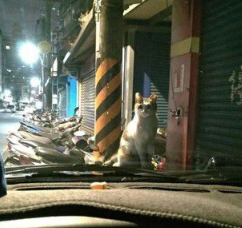 胖猫降临引擎盖大眼呆滞 怎么有人在这? 胖猫降临引擎盖大眼呆滞 怎么有人在这?