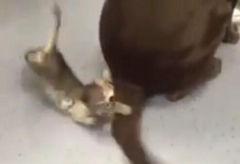 小猫咪遇见超大逗猫棒 超兴奋噗抓遭甩脸