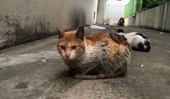 那只被人烫伤的流浪猫，再次遇见人类后，依然选择信任