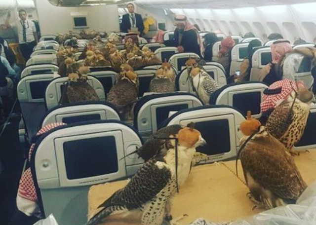沙国王子出国打猎 买80张机票带猎鹰一起同行