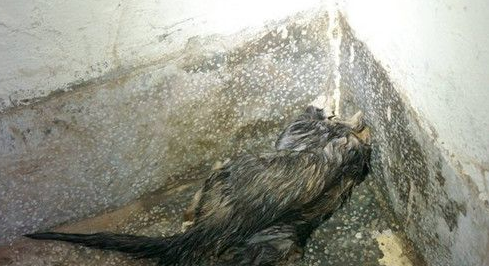 小猫卡壁内水管 屋主同意凿墙壁救生命 小猫卡壁内水管 屋主同意凿墙壁救生命