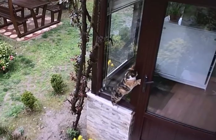 这只小偷也太嚣张了吧!不仅自己偷吃还带着猫军团 这只小偷也太嚣张了吧!不仅自己偷吃还带着猫军团