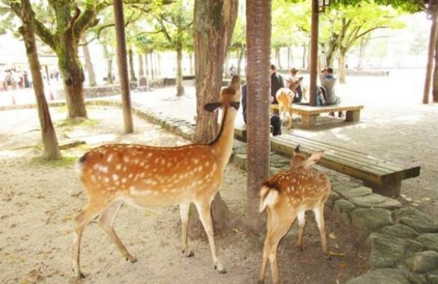 全世界被动物占领的岛屿,除了猫岛、狗岛,你还知道几个? 全世界被动物占领的岛屿,除了猫岛、狗岛,你还知道几个?