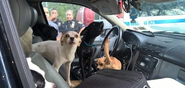 闷热车内住1人+22狗 警察关切急救命