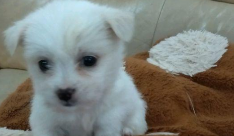 住宅小区里捡到只小流浪犬,带回家后被老爸宠得那样,女生:太不像话