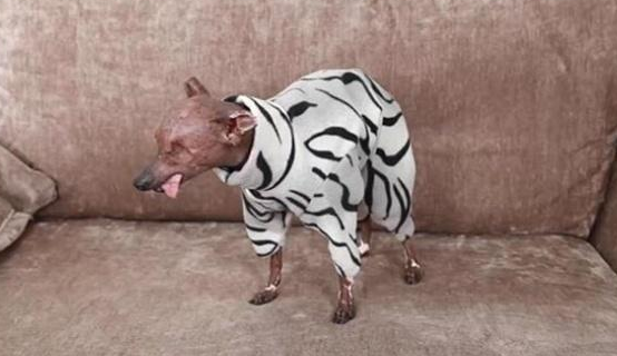 狗狗外出要穿漂亮的衣服，也要擦防晒乳，主人家并不是娇情只是真情