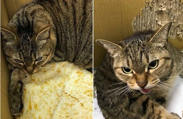 超过3秒不能吃啦 猫奴捡回饲料却招来猫拳伺候