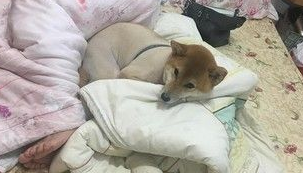 超可爱狗狗 被阿嬷溺宠舍身陪睡地板